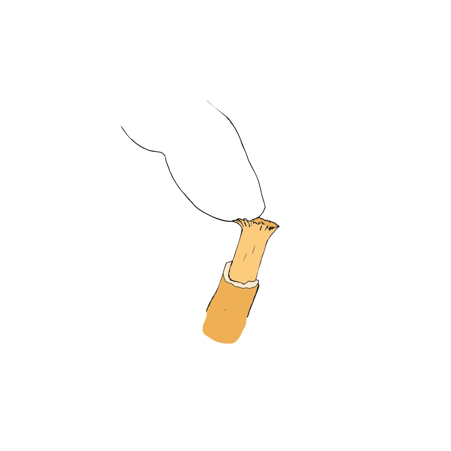 MISWAK Natur Zahnbürste Zahnputzholz natürliche Mineralstoffe Gipskristalle klinisch getestet